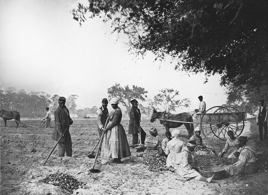 James Hopkinsons Plantation Slaves Planting Sweet Potatoes1862